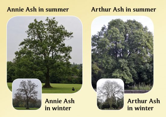 Hello Trees, Ash Trees, Books about Trees for children