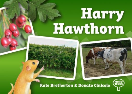 Harry Hawthorn, Hawthorn, Hello Trees, Books about trees for children, tree books, explorer books, Kate Bretherton