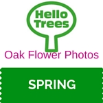 Oak Flower Photos