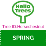 Tree Identification: Horsechestnut trees