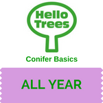 Get to grips with conifers.