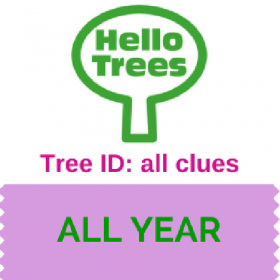 6 clues to tree ID