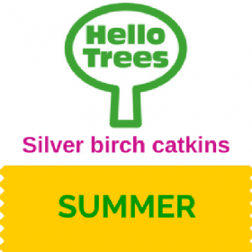 Silver birch catkins