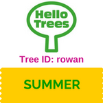 Rowan tree ID