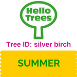 Silver birch tree ID