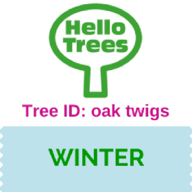 Tree ID: oak twigs
