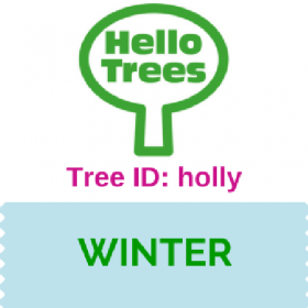 Tree ID: holly